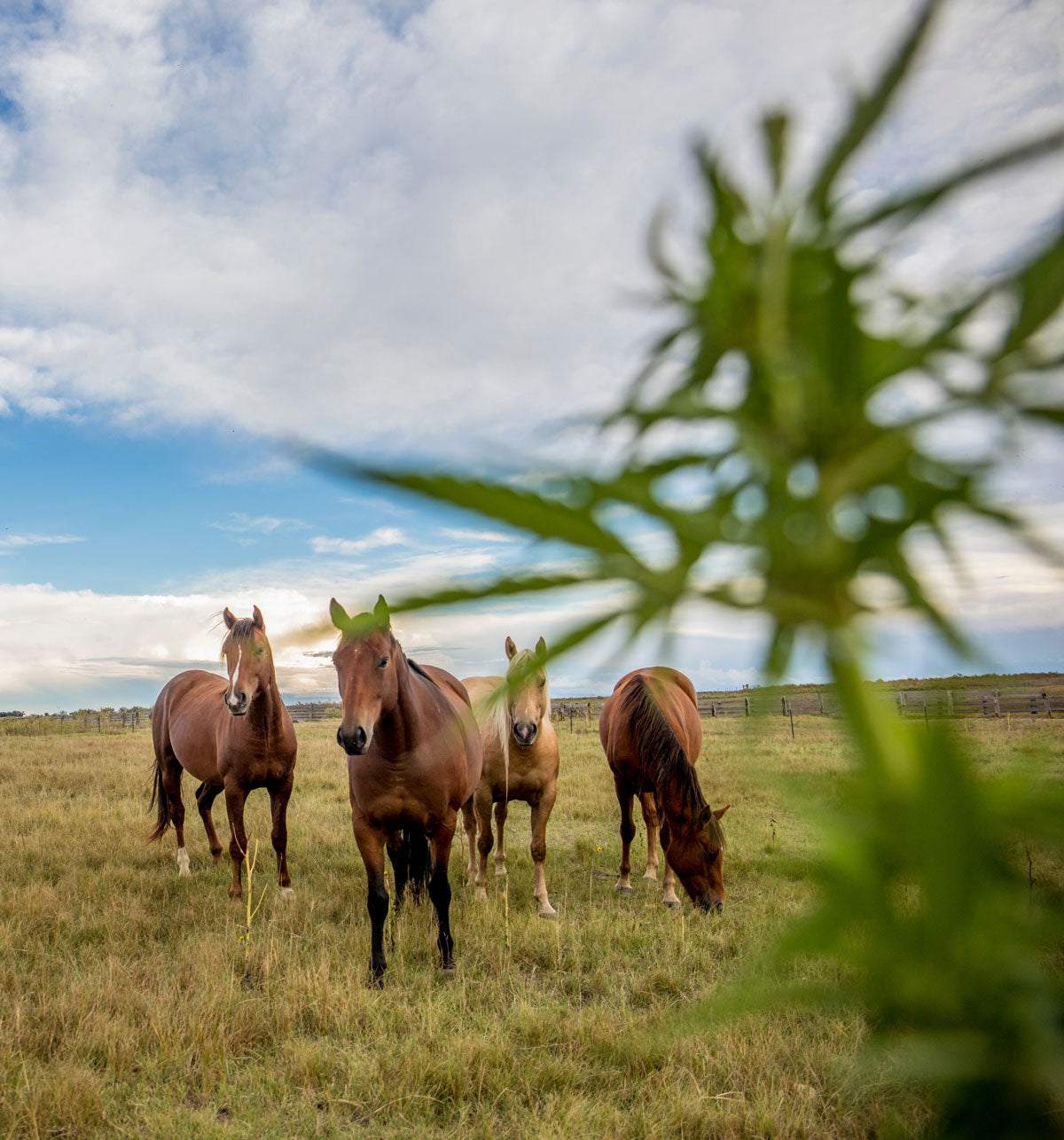 Hemp Feed Products