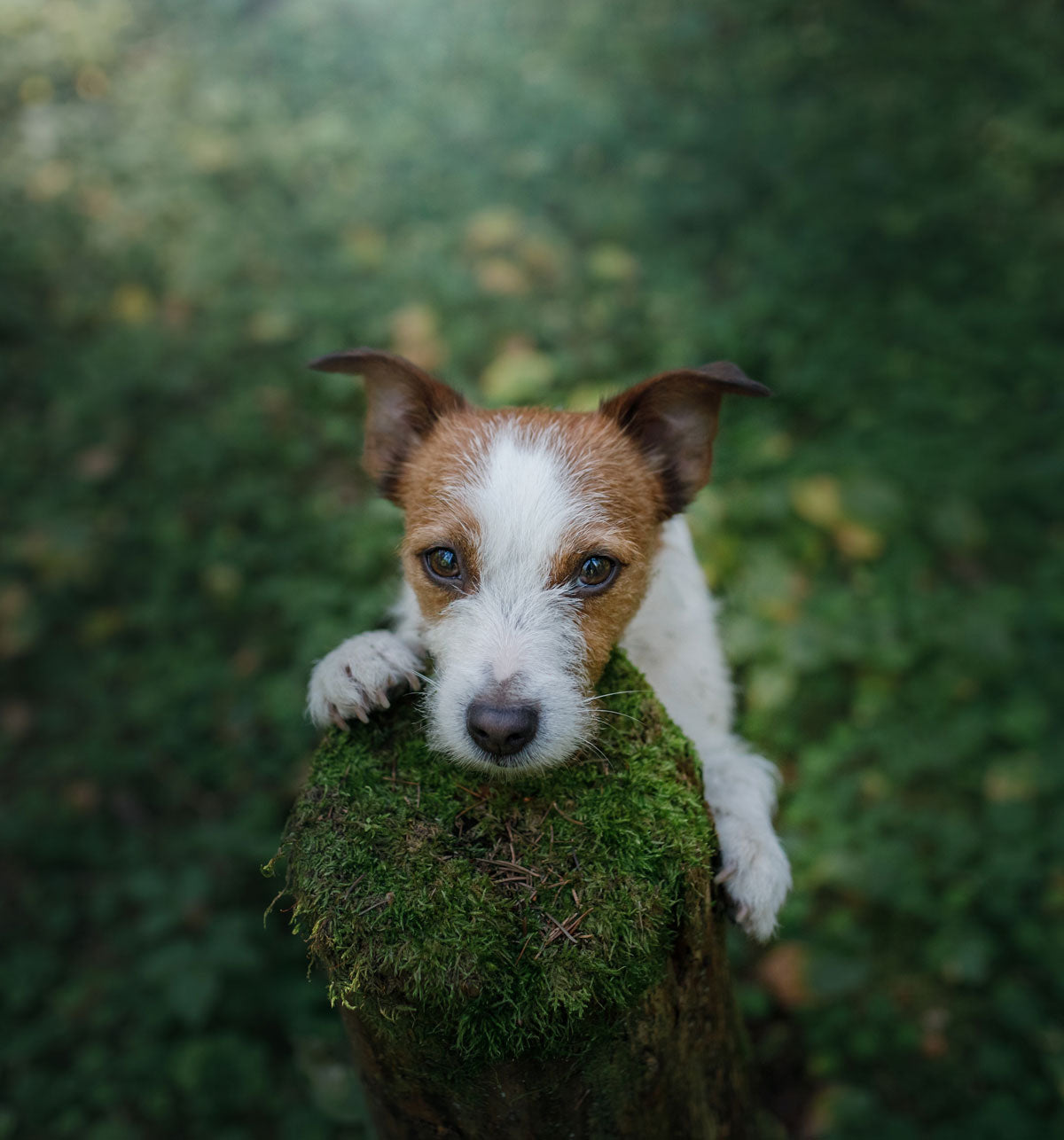Pets